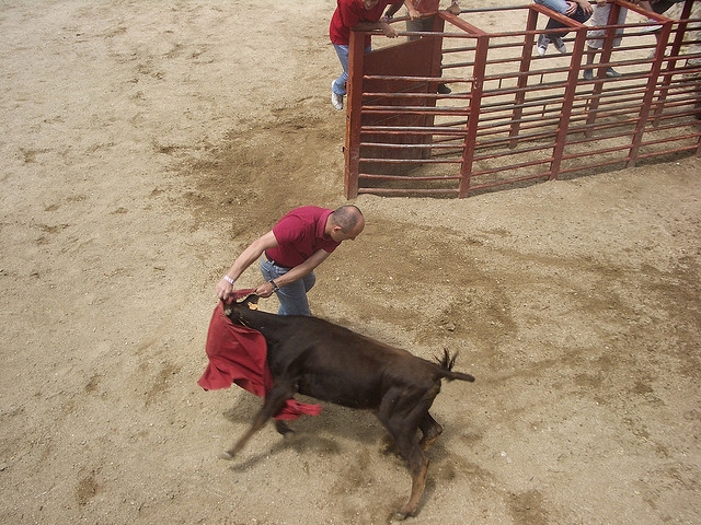  Bullfighting the heifer 